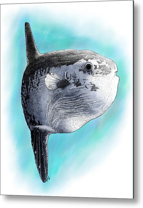 Art Metal Print featuring the photograph Ocean Sunfish by Roger Hall