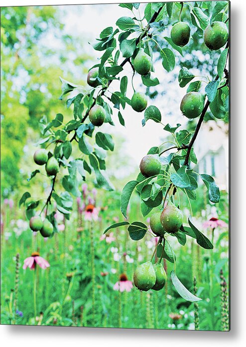 No Peopleoutdoorsdaycolour Imagephotographyverticalfocus On Foregroundtreebranchgreenfruitleafrain Dropdropwethangingnatural Conditionfreshnessgrowthorganic #condenastarchitecturaldigestphotograph Metal Print featuring the photograph Organic Fruits Hanging On Branch by Scott Frances