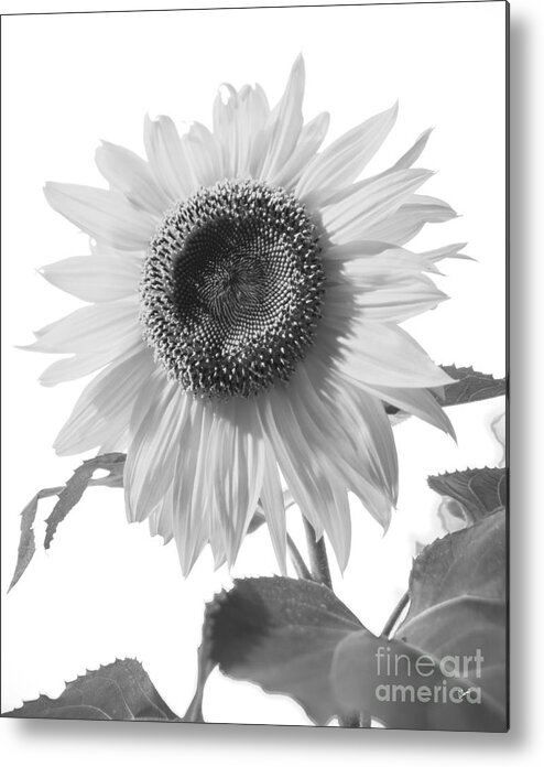 Bee Metal Print featuring the photograph Over Looking the Garden by Alana Ranney