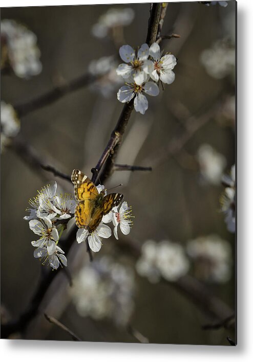 Painted Lady Metal Print featuring the photograph Painted Lady on Wild Plum by Michael Dougherty