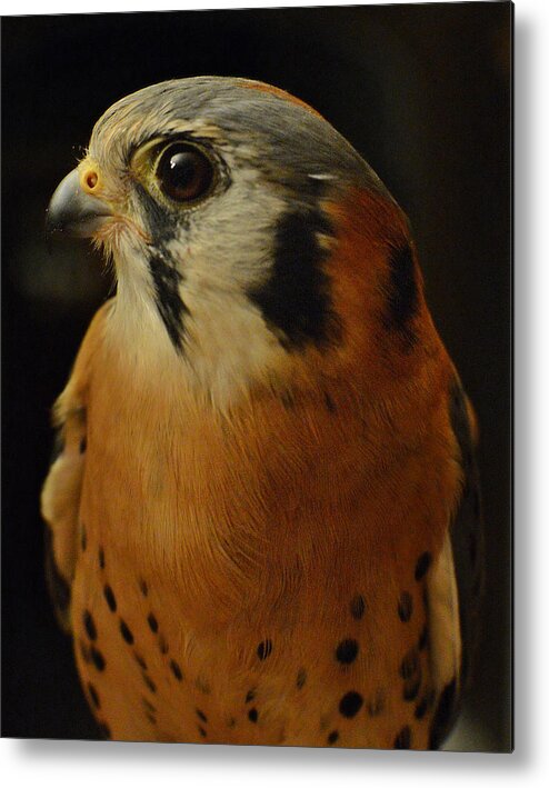 American Kestrelbird Of Preykestrelbird Metal Print featuring the photograph Papi by Jeff Cook