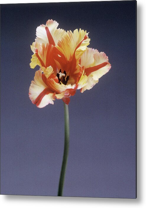 Parrot Tulip Metal Print featuring the photograph Parrot Tulip (tulipa Sp.) by Rowland Roques O'neil/ Science Photo Library