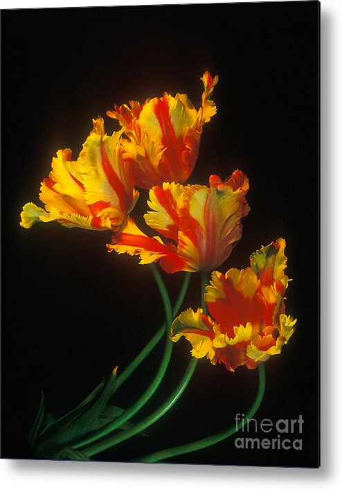 Yellow Metal Print featuring the photograph Parrot Tulips on Easter Morning vertical by Teri Atkins Brown