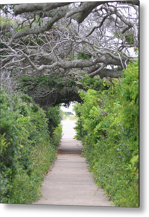 Pea Island Metal Print featuring the photograph Pea Island Tree Tunnel by Cathy Lindsey
