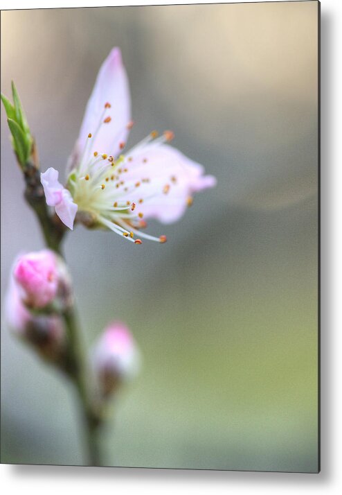 Peach Metal Print featuring the photograph Peach Blossom 006 by Phil And Karen Rispin