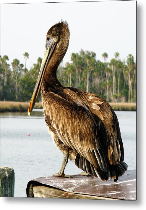 Pelican Metal Print featuring the photograph Pelican by Randi Kuhne