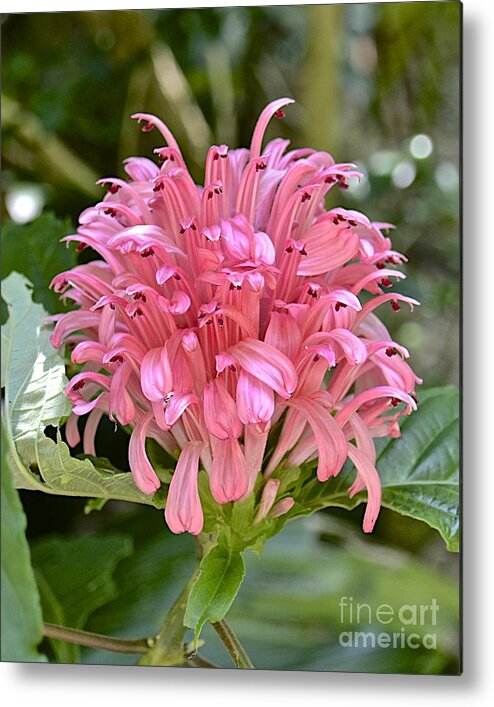 Flower Metal Print featuring the photograph Pink Perfection by Carol Bradley