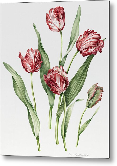 Pink Metal Print featuring the painting Pink Parrot Tulips by Sally Crosthwaite