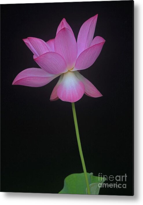 Lotus Metal Print featuring the photograph Pink Spaces Lotus by Dodie Ulery