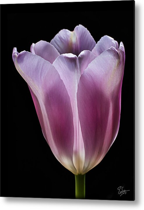 Flower Metal Print featuring the photograph Pink Tulip by Endre Balogh