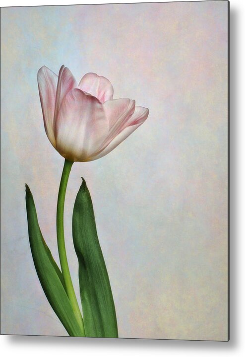 Bloom Metal Print featuring the photograph Pink Tulips III by David and Carol Kelly