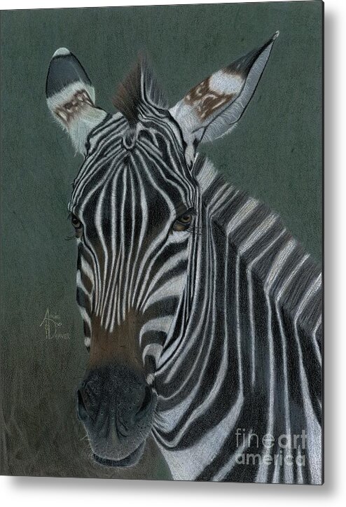 Zebra Metal Print featuring the drawing Pinny by Angie Deaver