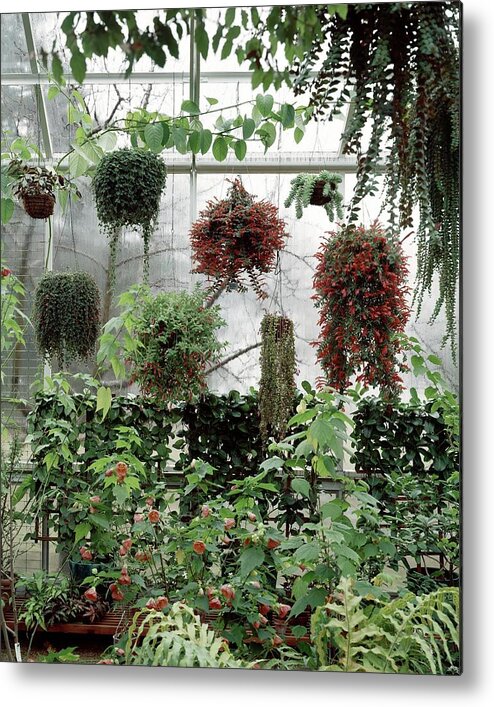 Indoors Metal Print featuring the photograph Plants Hanging In A Greenhouse by Wiliam Grigsby