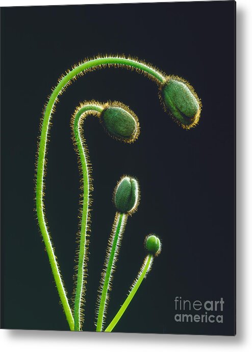 Buds Metal Print featuring the photograph Poppy Buds by Martin Konopacki