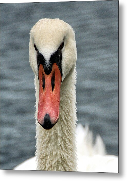 Wildlife Metal Print featuring the photograph Portrait of a Swan by William Selander