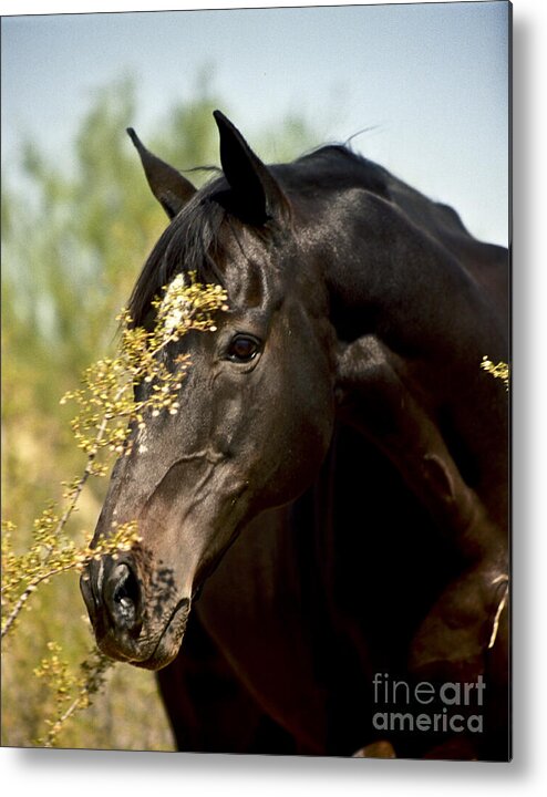 Horse Metal Print featuring the photograph Portrait of a Thoroughbred by Kathy McClure