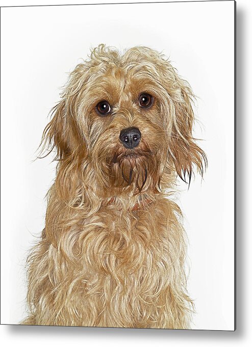 Pets Metal Print featuring the photograph Portrait Of Cockapoo Dog by Gandee Vasan
