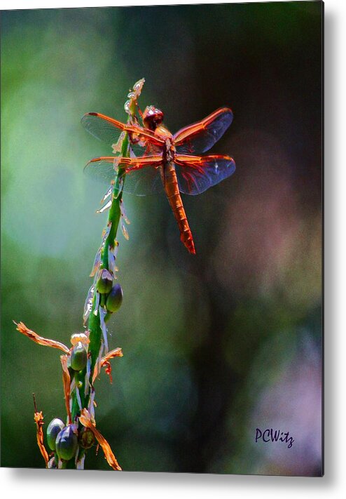 Red Dragonfly Metal Print featuring the photograph Positive Forces by Patrick Witz