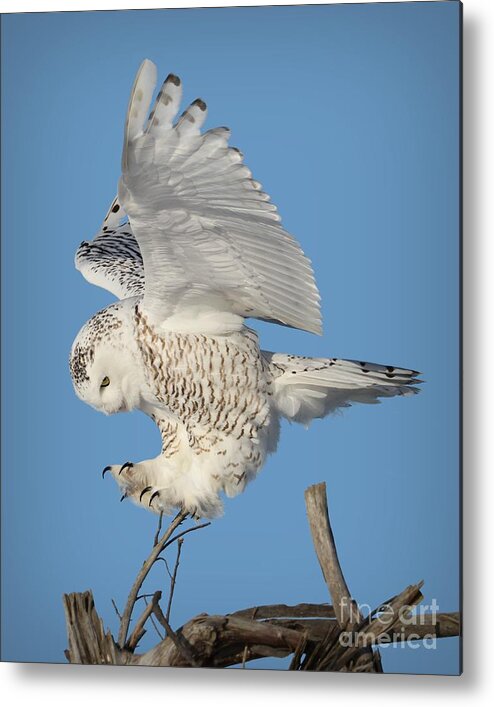 Snowy Owls Metal Print featuring the photograph Precision by Heather King