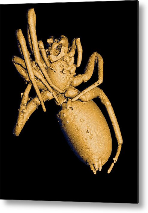Animal Metal Print featuring the photograph Prehistoric Spider by Paul Tafforeau/esrf/pascal Goetgheluck/science Photo Library