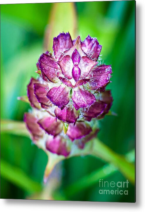 Wildflowers Metal Print featuring the photograph Purple Beauty by Gwen Gibson