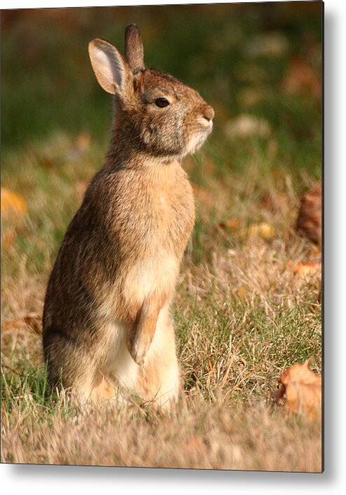 Wildlife Metal Print featuring the photograph Rabbit Standing in the Sun by William Selander