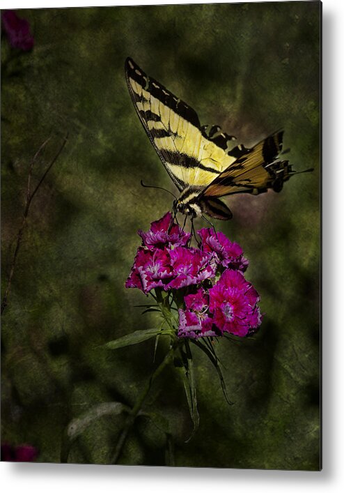 Butterfly Metal Print featuring the photograph Ragged Wings by Belinda Greb