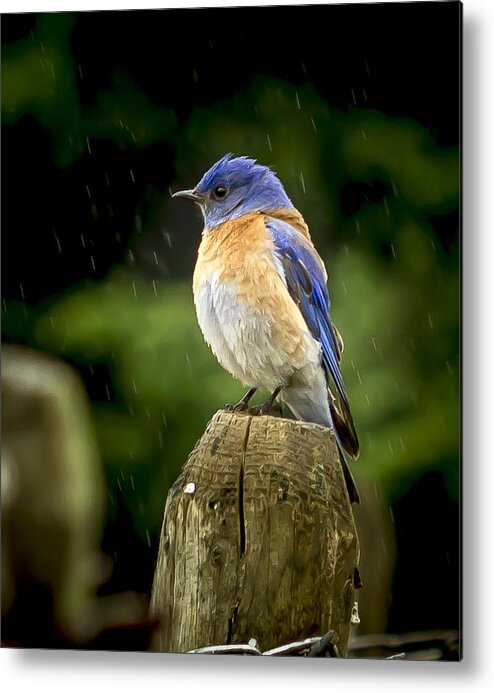 Animals Metal Print featuring the photograph Raining by Jean Noren