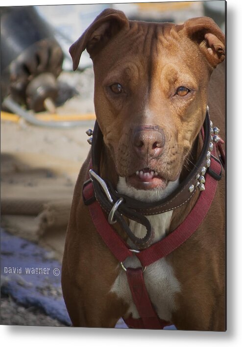 American Pit Bull Terrier Metal Print featuring the photograph Rebuild by David Wagner