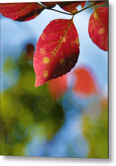 Red Metal Print featuring the photograph Red and Green Fall Leaves by Brooke T Ryan