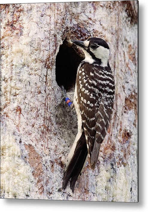 Woodpecker Metal Print featuring the photograph Red Cockaded Woodpecker by Jim E Johnson