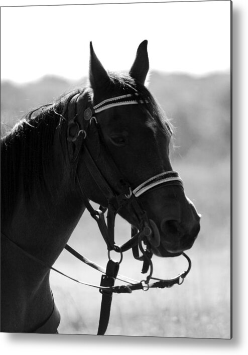 Horse Metal Print featuring the photograph Reflections of the Past by Pamela Peters