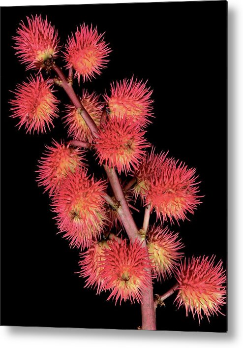 Plants Metal Print featuring the photograph Ricinus Communis by Christopher Beane