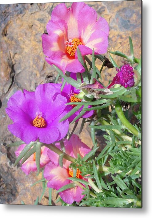 Moss Rose Metal Print featuring the photograph Rocks and Roses by Norma Brock