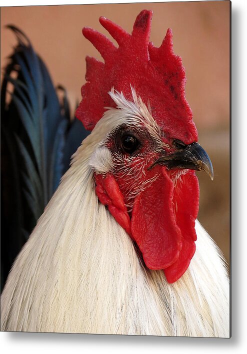 Rooster Metal Print featuring the photograph Rooster Face by Laurel Powell