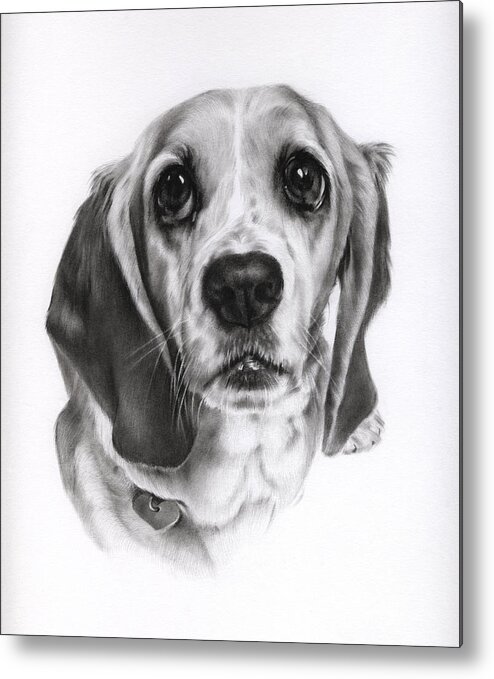 Basset Hound Metal Print featuring the drawing Sadie by Natasha Denger