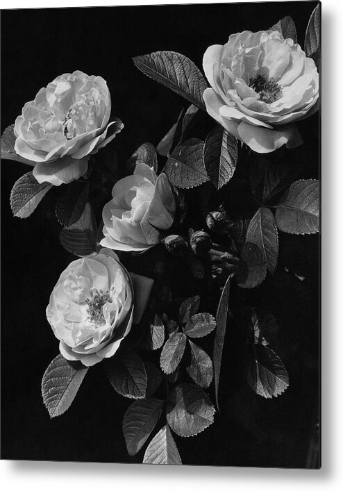 Flowers Metal Print featuring the photograph Sarah Van Fleet Variety Of Roses by J. Horace McFarland