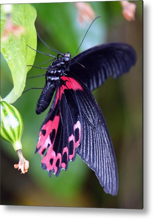 Butterfly Metal Print featuring the photograph Scarlet Mormon by Jenny Hudson