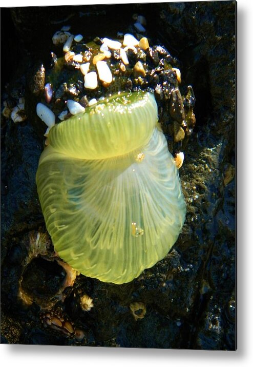 Ocean Life Metal Print featuring the photograph Sea Anemone with Beautiful Jelly by Gallery Of Hope 