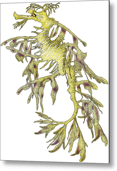 Illustration Metal Print featuring the photograph Sea Dragon by Roger Hall