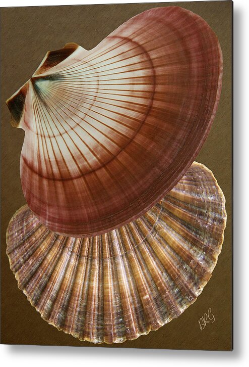 Seashell Metal Print featuring the photograph Seashells Spectacular No 53 by Ben and Raisa Gertsberg