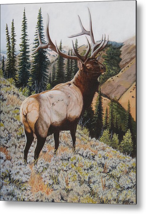 Bull Elk Metal Print featuring the painting Seasoned Veteran by Darcy Tate