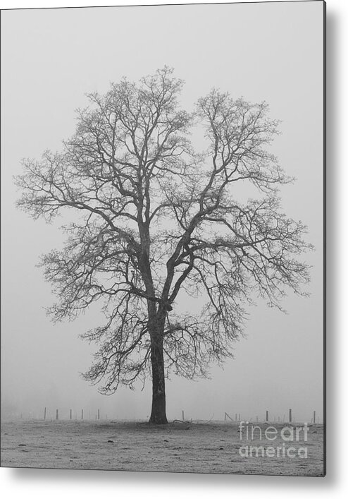 Winter Metal Print featuring the photograph Sentry Oak by Chuck Flewelling