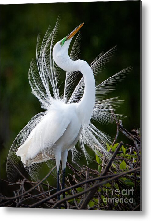 Great Metal Print featuring the photograph Showy Egret by Jack Nevitt