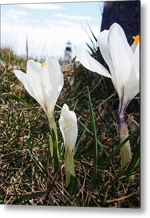 Spring Metal Print featuring the photograph Sign Of Spring by Becca Wilcox