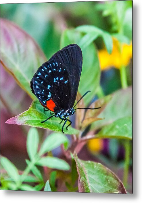 Karen Stephenson Photography Metal Print featuring the photograph Small Black with Blue Spots by Karen Stephenson