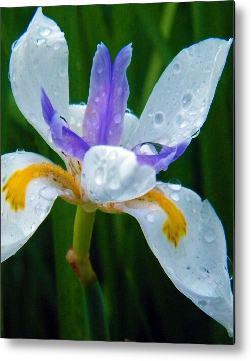 Flower Metal Print featuring the photograph Smile RainDrop Dragon by Amanda Eberly