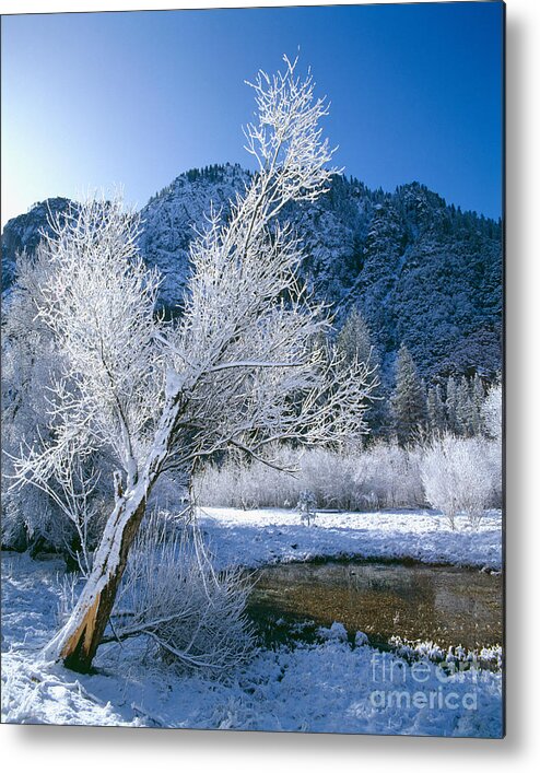 Snow Metal Print featuring the photograph Snow-covered Trees In Yosemite by Tracy Knauer