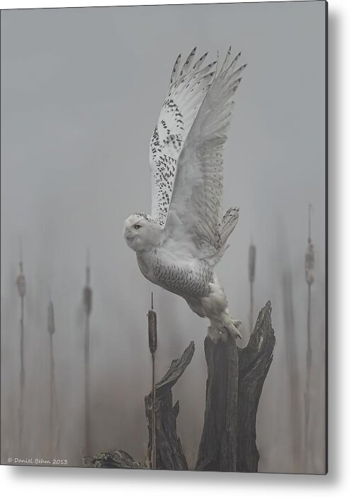 Snowy Owl Metal Print featuring the photograph Snowy Owl Blastoff by Daniel Behm