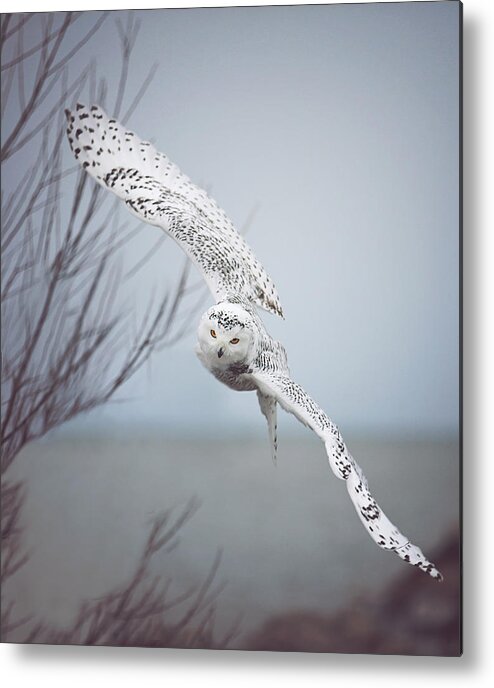#faatoppicks Metal Print featuring the photograph Snowy Owl In Flight by Carrie Ann Grippo-Pike